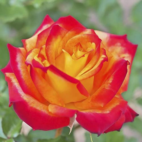 Růže velkokvětá Meilambra artikel fotografie 1 Růže velkokvětá Meilambra obrázek 1 artikel 6236