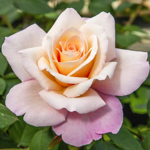 Růže velkokvětá Meilampario obrázek 1 artikel 6237