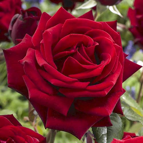 Růže velkokvětá Mister Lincoln obrázek 1 artikel 6238