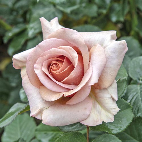 Růže velkokvětá Mokarosa®, C5 obrázek 1 artikel 5535