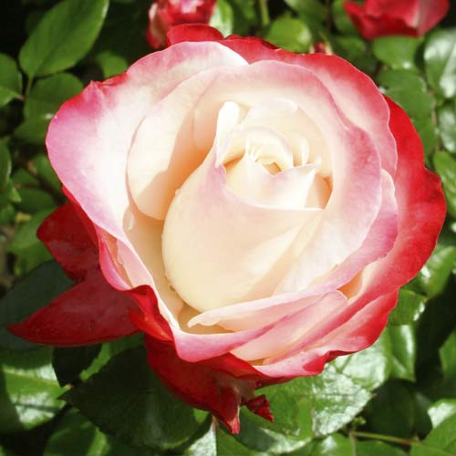 Růže velkokvětá Nostalgia obrázek 1 artikel 6239