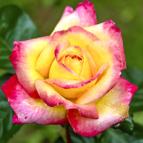 Růže velkokvětá Orient Express obrázek 1 artikel 6240