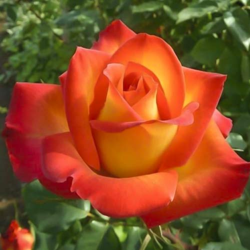 Růže velkokvětá Prestige de Lyon obrázek 1 artikel 6241