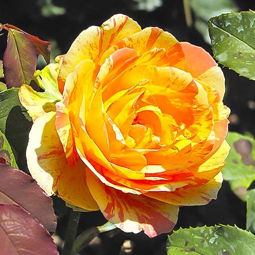 Růže velkokvětá Rainbow Niagara obrázek 1 artikel 6242