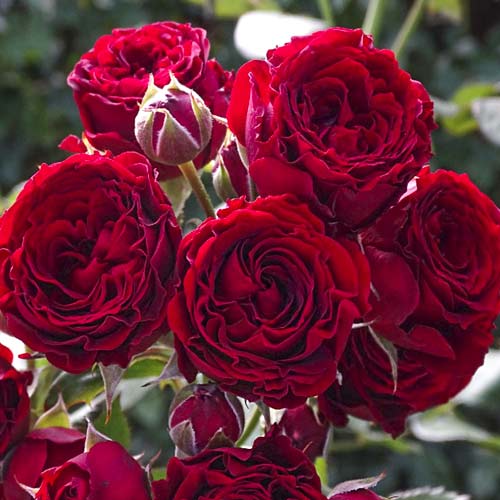 Růže velkokvětá Red Sensation artikel fotografie 1 Růže velkokvětá Red Sensation obrázek 1 artikel 6244