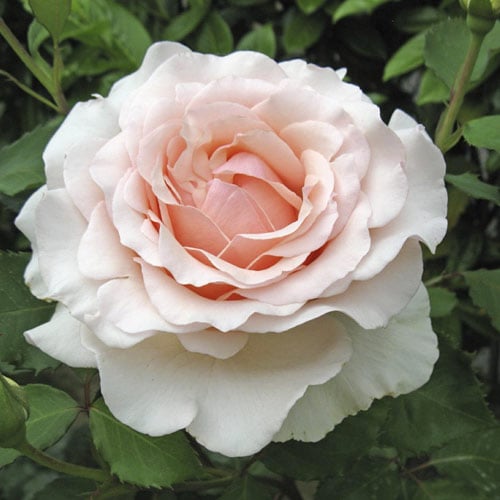 Růže velkokvětá Roberto Cappucci®, C5 obrázek 1 artikel 5551