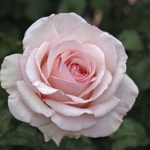 Růže velkokvětá Roberto Cappucci®, C5 obrázek 2 artikel 5551