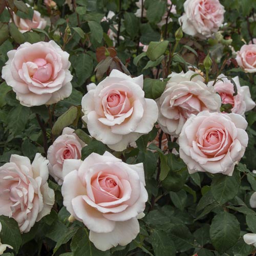 Růže velkokvětá Roberto Cappucci®, C5 obrázek 3 artikel 5551