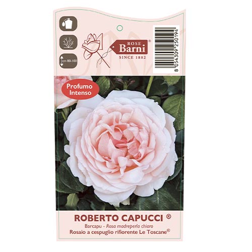 Růže velkokvětá Roberto Cappucci®, C5 obrázek 5 artikel 5551