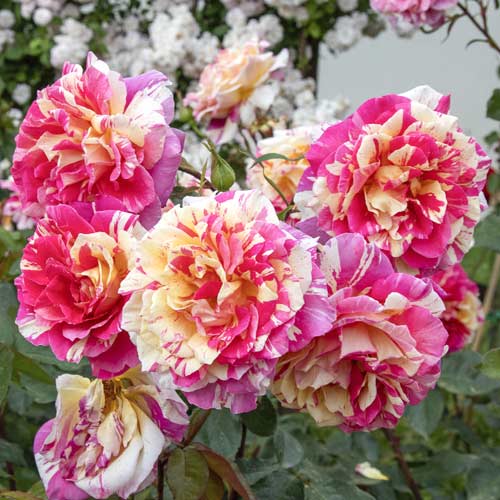 Růže velkokvětá Rosita Missoni®, C5 artikel fotografie 2 Růže velkokvětá Rosita Missoni®, C5 obrázek 2 artikel 6163