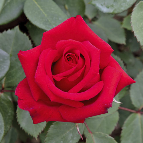 Růže velkokvětá Valentino®, C5 artikel fotografie 1 Růže velkokvětá Valentino®, C5 obrázek 1 artikel 5539