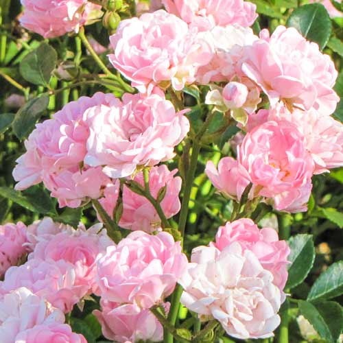 Růže Virgo Fairy obrázek 1 artikel 5011