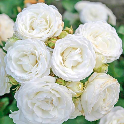 Růže White Babyflor® artikel fotografie 1 Růže White Babyflor® obrázek 1 artikel 5555