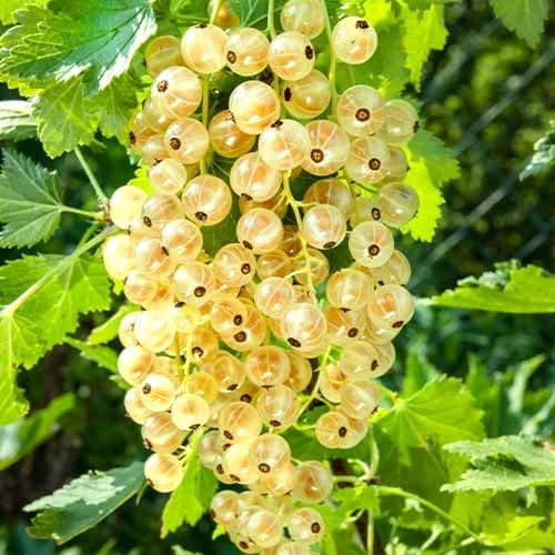 Rybíz bílý Versailles Blanche, Р9 obrázek 1 artikel 7562