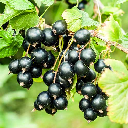 Rybíz černý Big Ben, Р9 artikel fotografie 1 Rybíz černý Big Ben, Р9 obrázek 1 artikel 7575