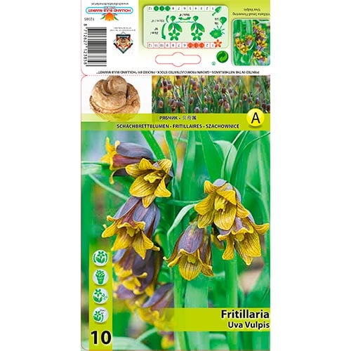 Řebčík Uva Vulpis obrázek 1 artikel 70245