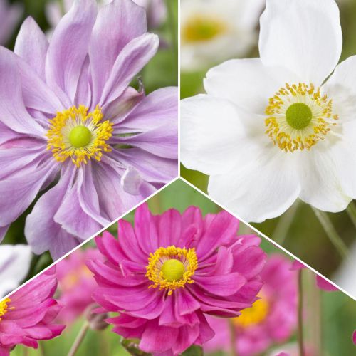 Sada sasanek 3 druhů obrázek 1 artikel 70489