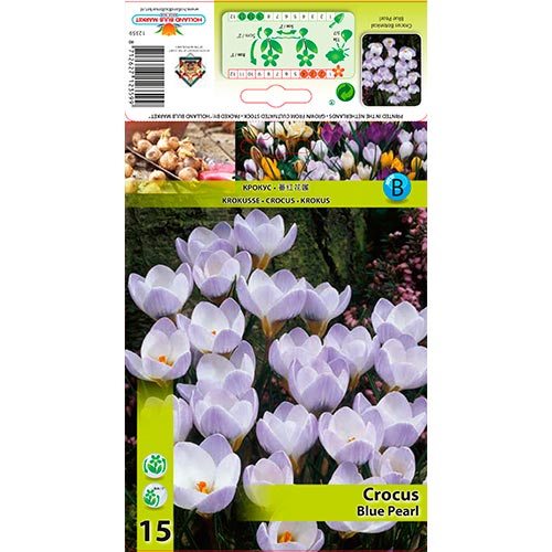 Šafrán Blue Pearl obrázek 1 artikel 67327