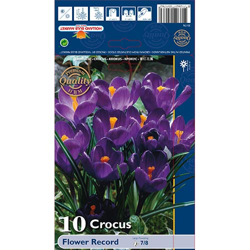 Šafrán Flower Record artikel fotografie 1 Šafrán Flower Record obrázek 1 artikel 67330