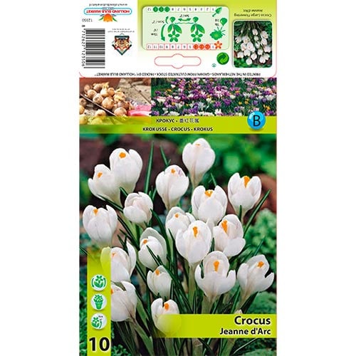 Šafrán Jeanne d' Arc obrázek 1 artikel 67332