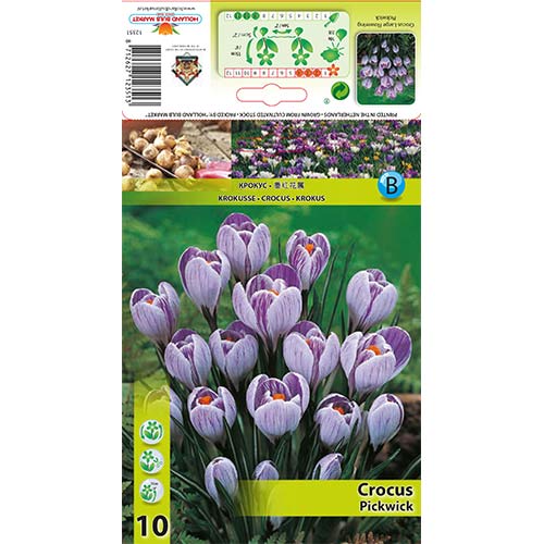 Šafrán Pickwick artikel fotografie 1 Šafrán Pickwick obrázek 1 artikel 67335