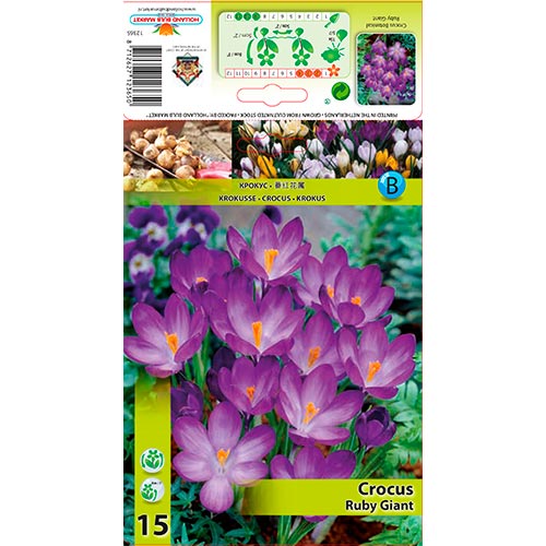 Šafrán Ruby Giant obrázek 1 artikel 67338