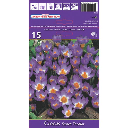 Šafrán Sieberi Tricolor obrázek 1 artikel 67620