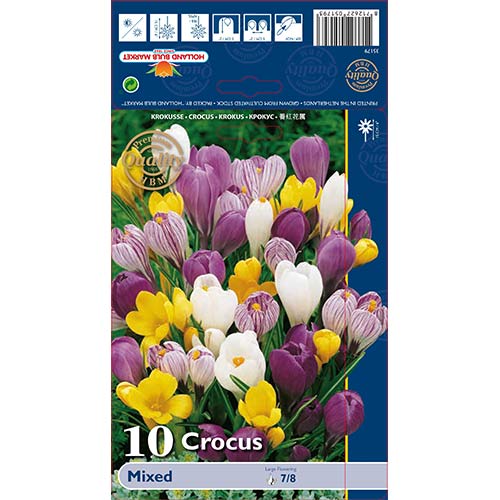 Šafrán velkokvětý , mix obrázek 1 artikel 68015