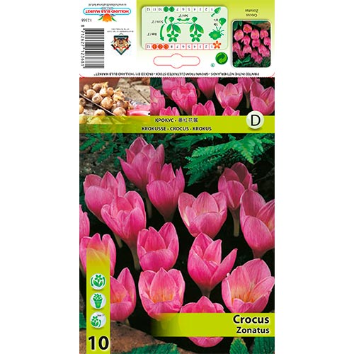 Šafrán Zonatus obrázek 1 artikel 67345