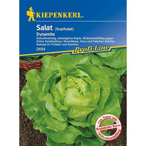 Salát hlávkový Dynamite obrázek 1 artikel 86461