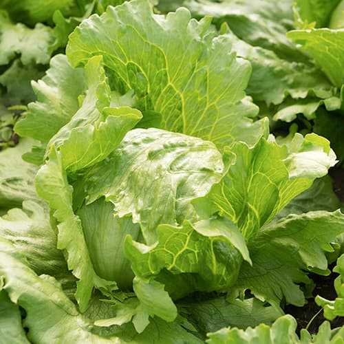 Salát ledový Brasiliana obrázek 1 artikel 50009