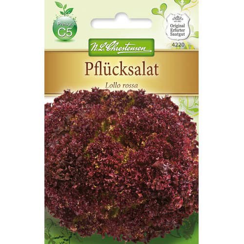 Salát listový Lollo Rossa obrázek 1 artikel 78779