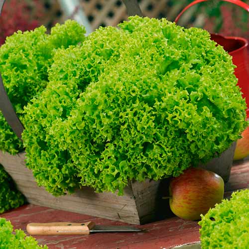 Salát Lollobrigida artikel fotografie 1 Salát Lollobrigida obrázek 1 artikel 96677