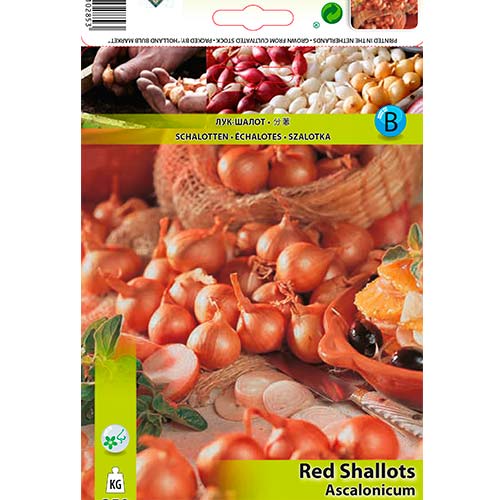 Šalotka červená artikel fotografie 1 Šalotka červená obrázek 1 artikel 70499