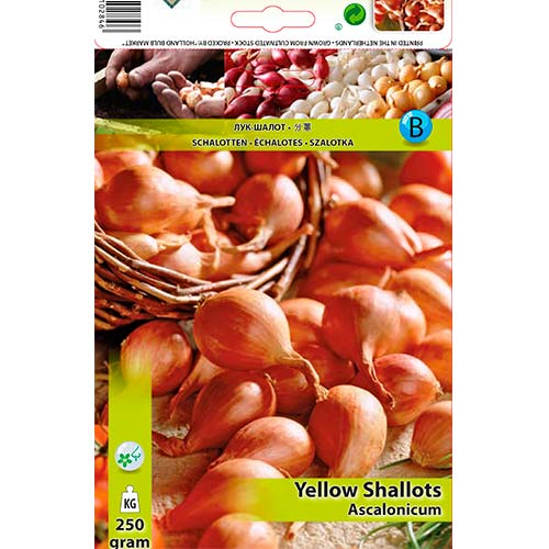 Šalotka žlutá obrázek 1 artikel 70498