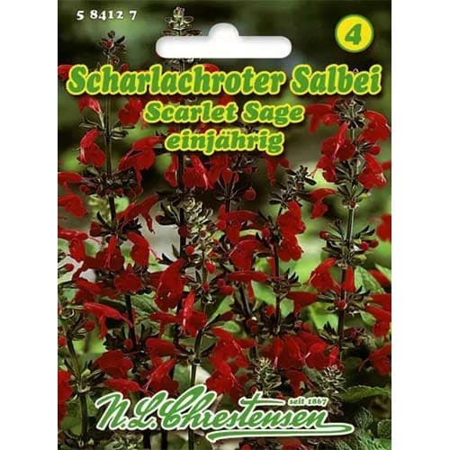 Šalvěj hispánská Scarlet Sage obrázek 1 artikel 96446