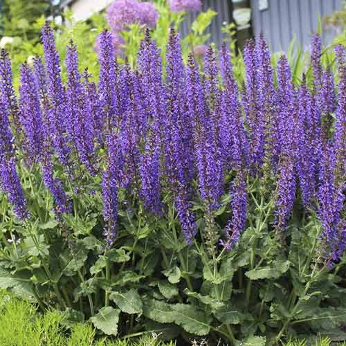 Šalvěj Midnight Purple, C3 obrázek 1 artikel 8575