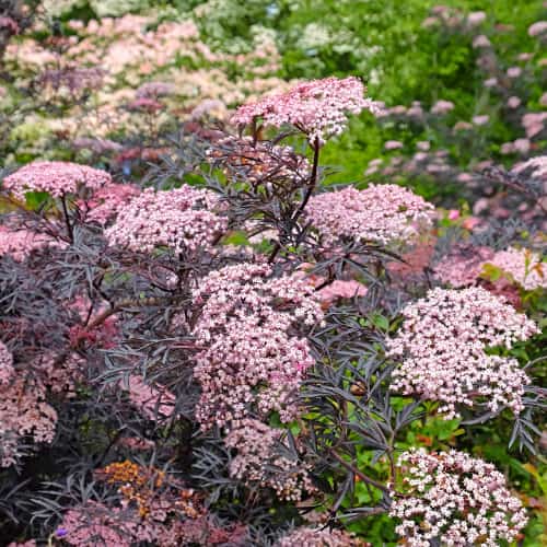 Sambucus nigra Black Lace Eva, С2 artikel fotografie 1 Sambucus nigra Black Lace Eva, С2 obrázek 1 artikel 8265