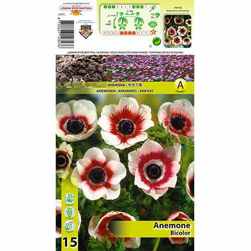 Sasanka Bicolor artikel fotografie 1 Sasanka Bicolor obrázek 1 artikel 70334
