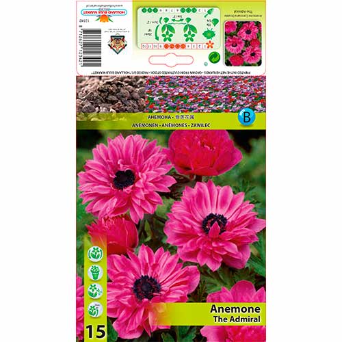 Sasanka Double The Admiral obrázek 1 artikel 76168