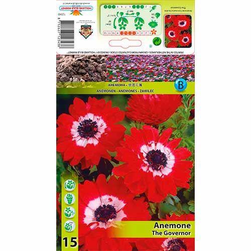 Sasanka Double The Governor obrázek 1 artikel 76169