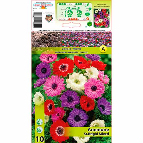 Sasanka St. Brigid Mixd obrázek 1 artikel 70341