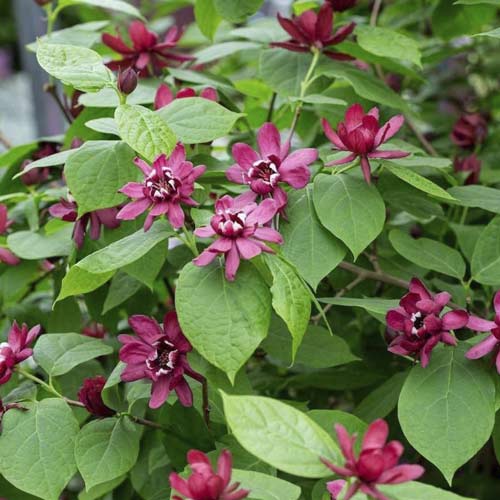 Sazaník Aphrodite PBR, C3 obrázek 1 artikel 8518