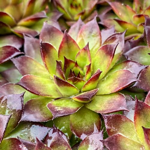 Sempervivum Cassiopea, С2 artikel fotografie 1 Sempervivum Cassiopea, С2 obrázek 1 artikel 8266