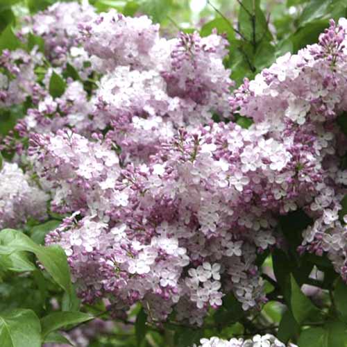 Šeřík Hortensja obrázek 1 artikel 4809