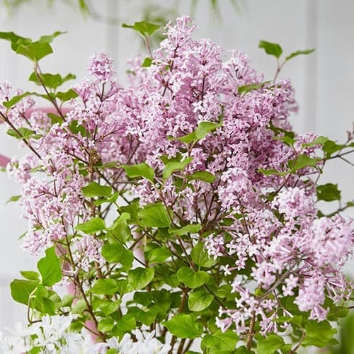 Šeřík Josee obrázek 1 artikel 76703