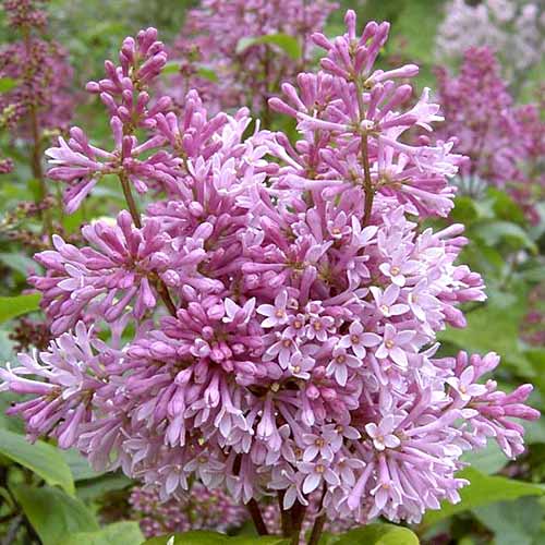 Šeřík Minuet obrázek 1 artikel 4804