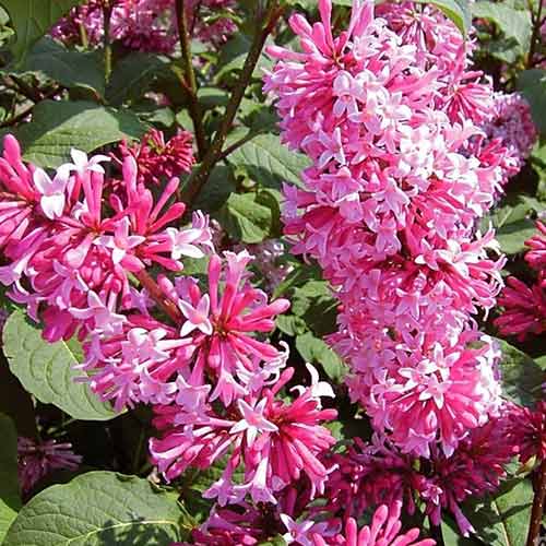 Šeřík Miss Canada obrázek 1 artikel 4806