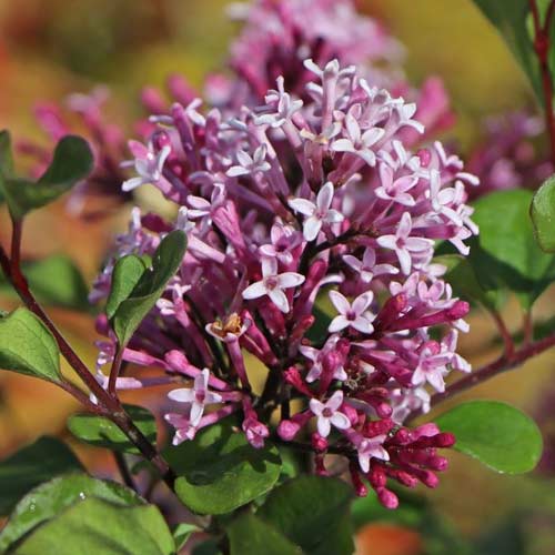 Šeřík Red Pixie, C2 obrázek 1 artikel 4803