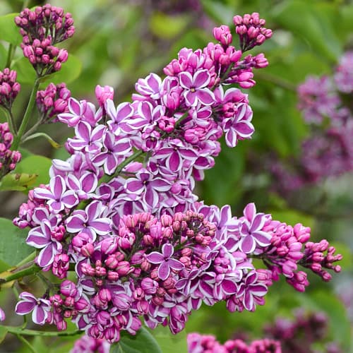 Šeřík Sensation artikel fotografie 1 Šeřík Sensation obrázek 1 artikel 9095